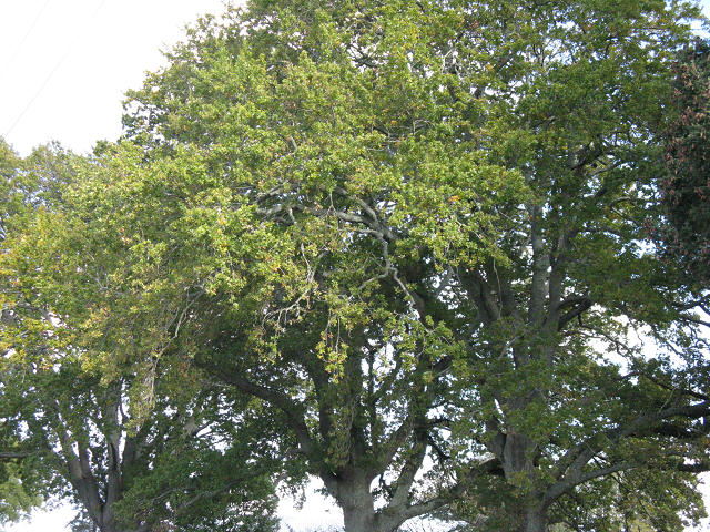 English oak- Cambridge Tree Trust